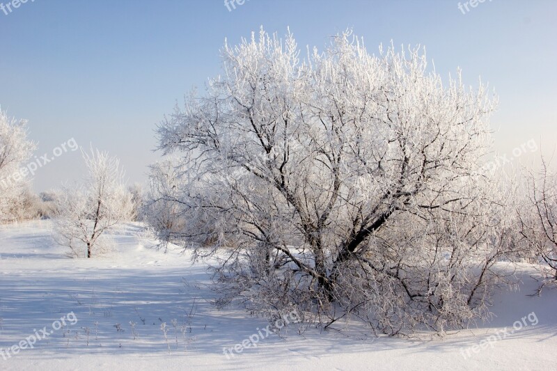 Winter Snow Trees Landscape Sprig