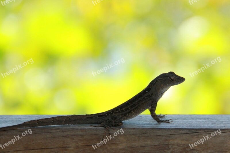 Lizard In The Lens Lizard Florida Curious Usa