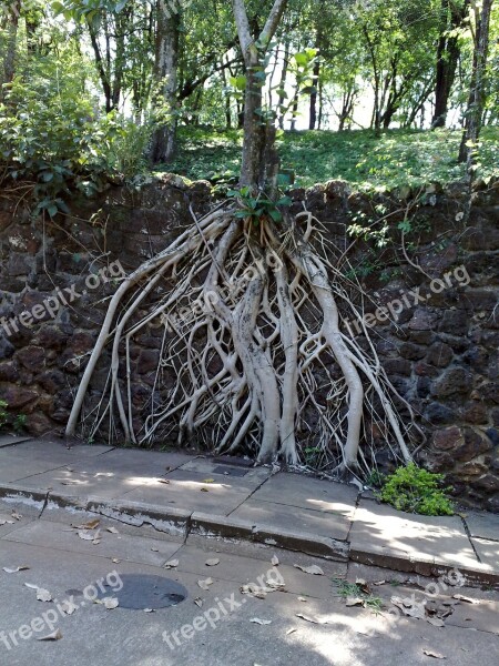 Tree Roots Exposed Park Free Photos