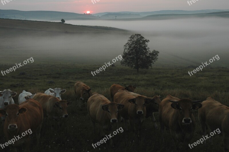 Cows Cattle Mountain Animal Agriculture