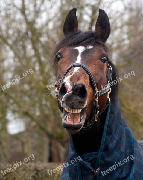 Horse Neigh Head Animal Free Photos