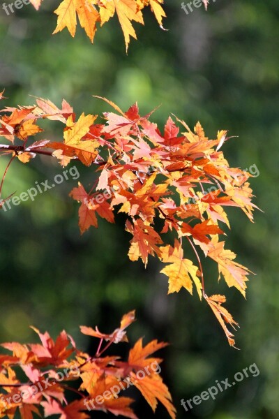 Maple Maple Leaves Red Leaves Yellowed Sheet Maple Leaf