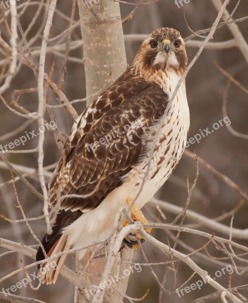 Hawk Bird Predator Raptor Nature