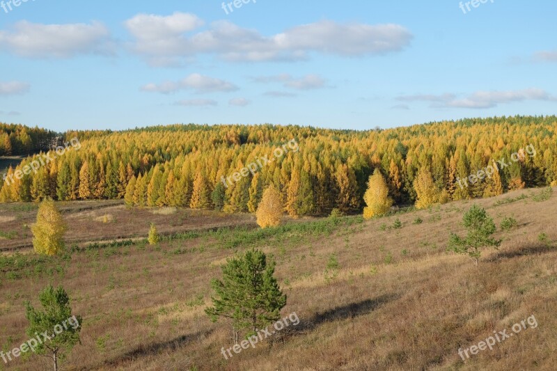 Autumn Yellow Autumn Forest Leaves Golden Autumn