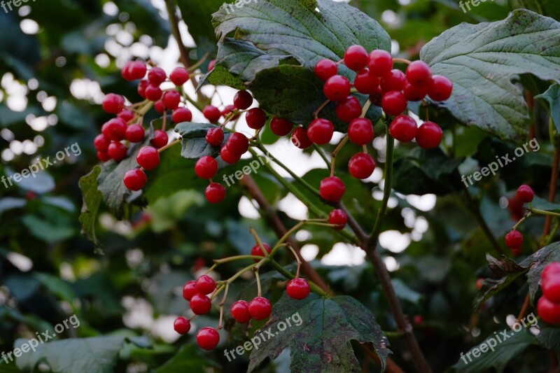 Rowan Bush Autumn Nature Closeup