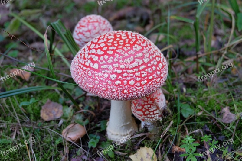 Amanita Mushrooms Forest Grass Autumn