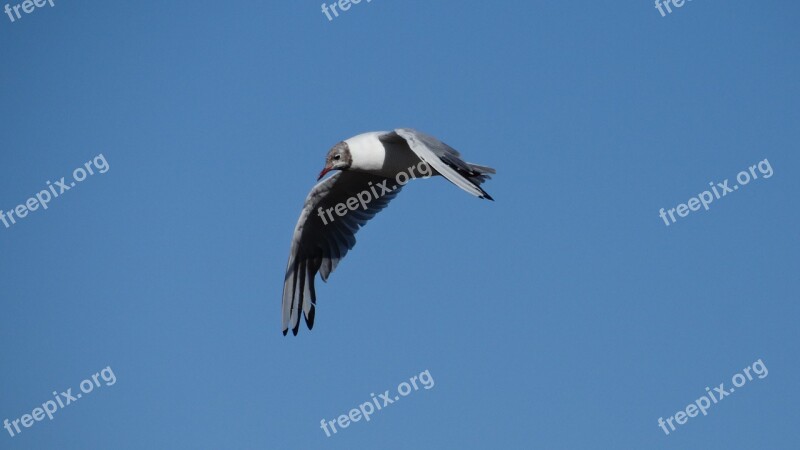 Nature Bird In Flight Common Tern Free Photos