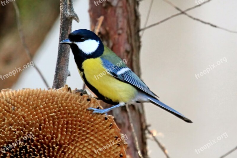 Bird Blue Tit Tit Songbird Plumage