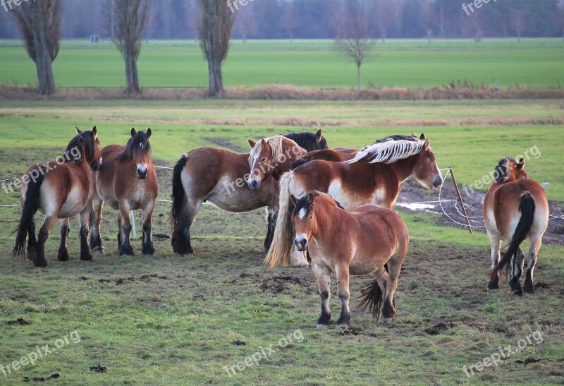 Horses Pasture Cold Blooded Animals Paddock Graze