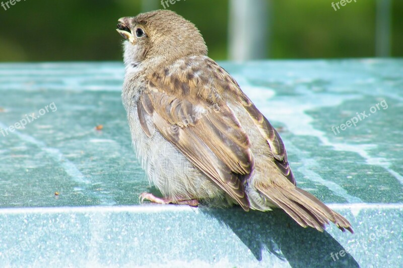 Bird Sperling Sparrow House Sparrow Songbird