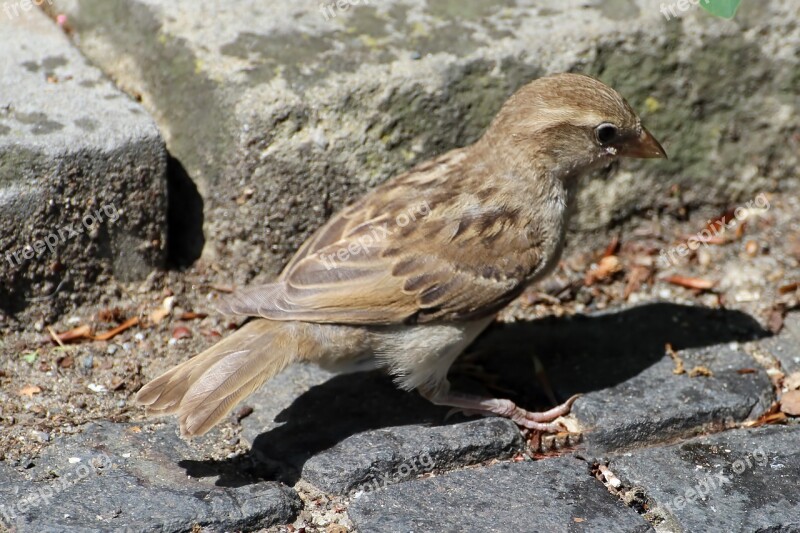 Sparrow Young Sparrow Sperling Bird Foraging