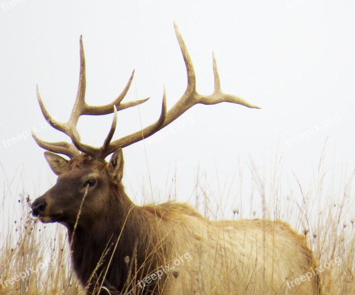 Elk Brown Wildlife Free Photos