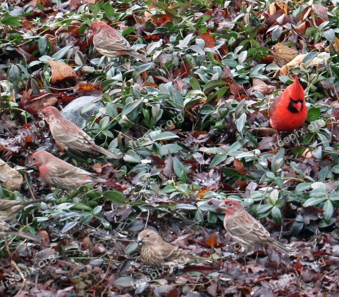 Cardinal Birds Red Free Photos