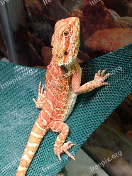 Dragon Bearded Dragon Pet Reptile Nature