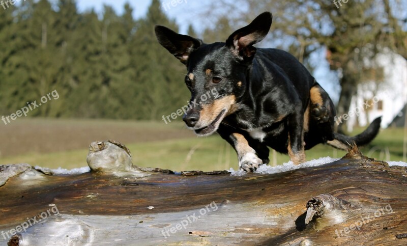 Dachshund Jump Log Fun Tree