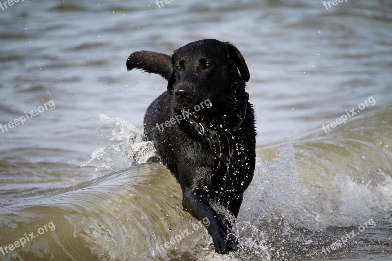 Wave Dog Water Sea Surf