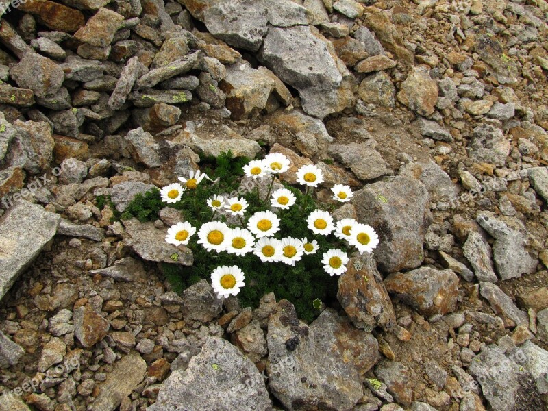 Flowers Chamomile Stones Mountains Free Photos