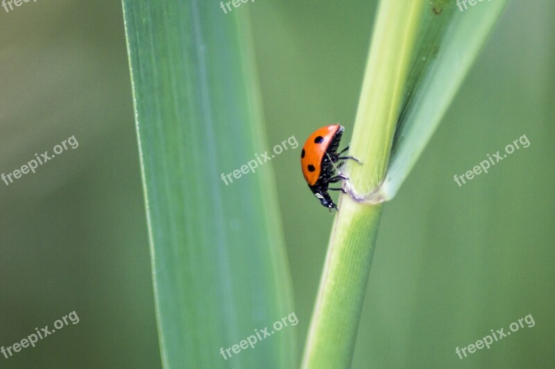 Ladybird Ladybug Insect Beetle Bug