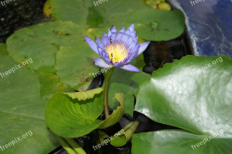 Flower Water Lily Water Plant Flora Beautiful Flowers