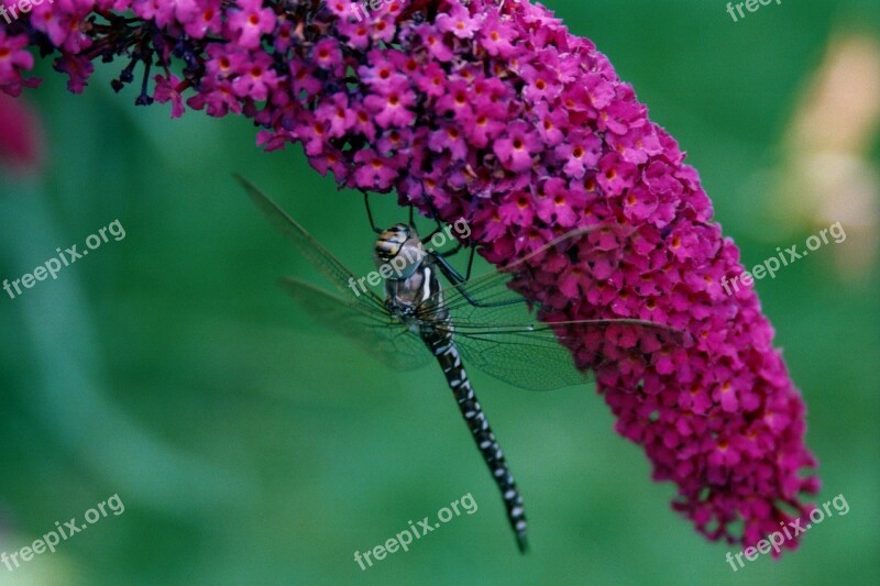 Dragonfly Nature Buddleja Buddleia Droop