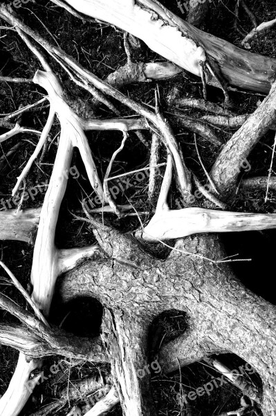 Root Black White Forest Tree Trees Scenic