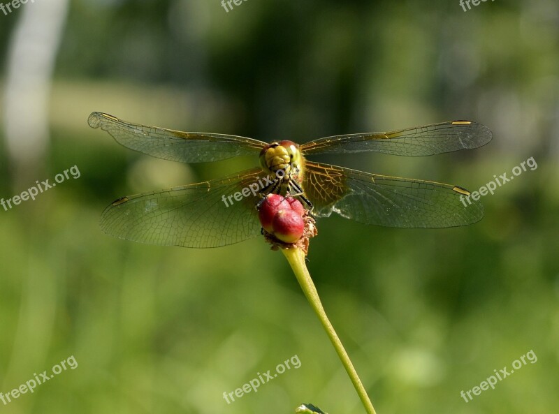 Smile Dragonfly Insect Closeup Summer