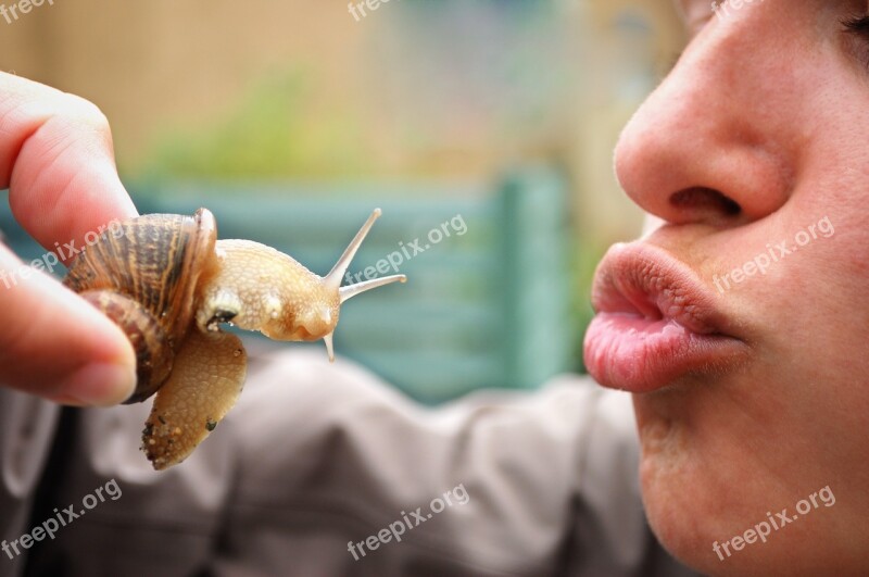 Snail Kiss Reptile Close Up Shell