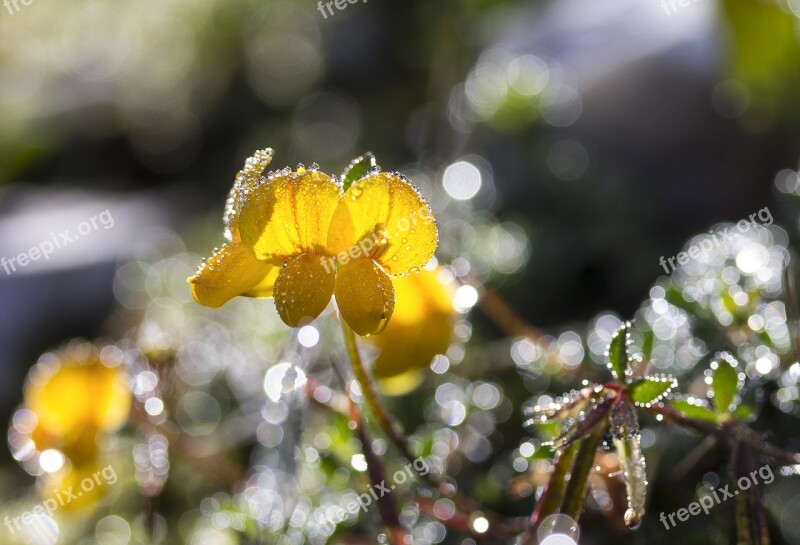 Black Medick Yellow Wildflower Meadow Meadow Flower Field