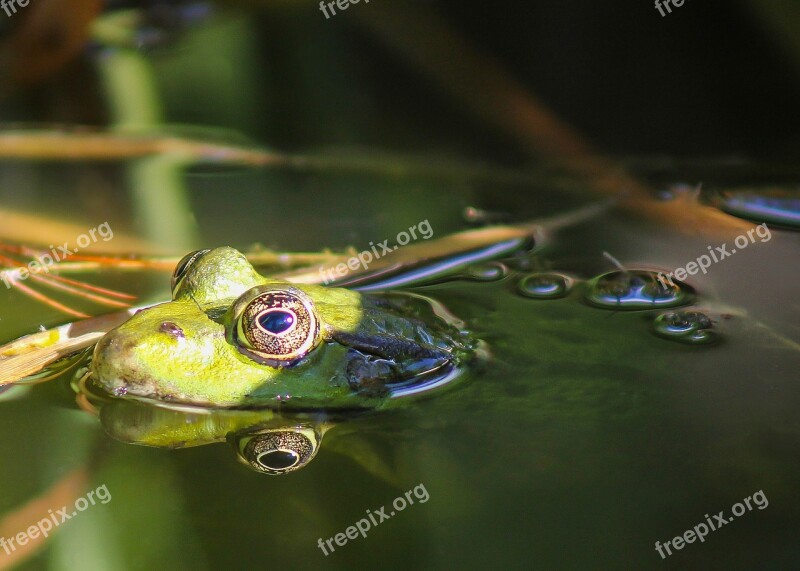 Frog Animal Water Lake Reflection