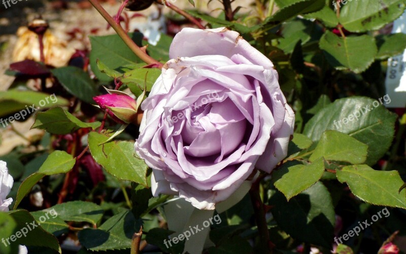 Rosa Flower Petals Lilac Rose Ornamental Plant