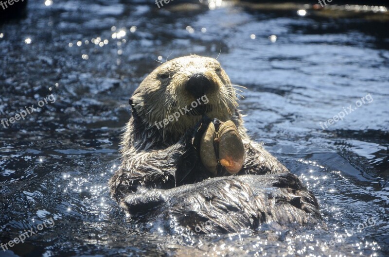 Otter Animal Aquarium Free Photos