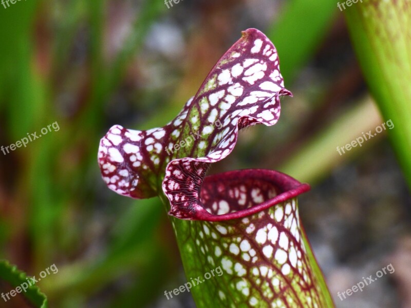 Flower Plant Carnivore Insectivorous Carnivorous