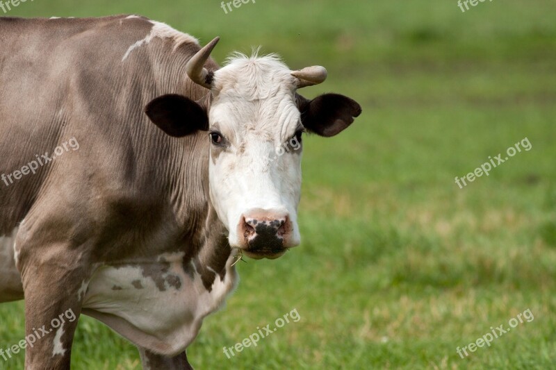 Bull Cow Farm Animal Domestic