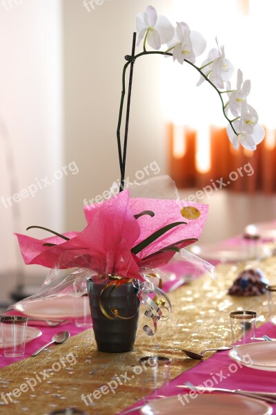 Table Meals Eat Orchid Flower