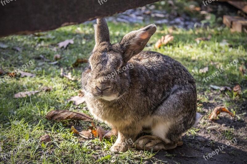 Bunny Rabbit Pet Hare Free Photos