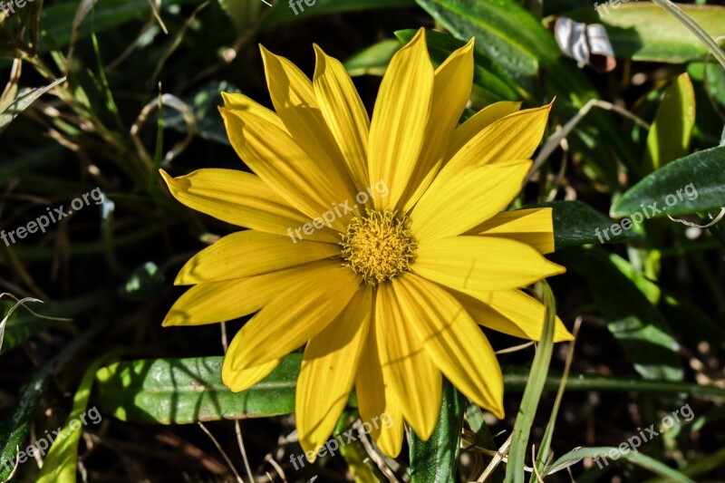 Gazania Yellow Flower Nature Flora