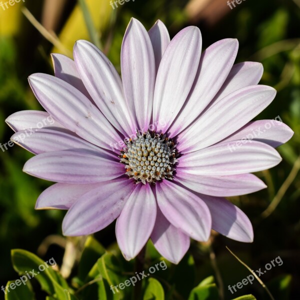 African Daisy Osteospermum Daisy Plant Flower