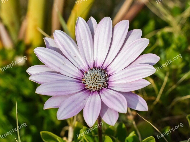 African Daisy Osteospermum Daisy Plant Flower