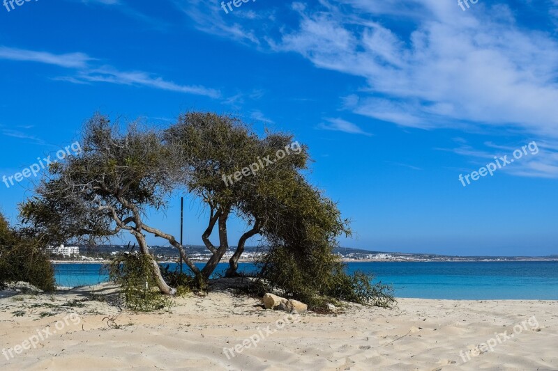 Tree Beach Sand Blue Island