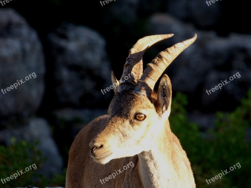 Ibex Mount Mountain Animal Mountaineering