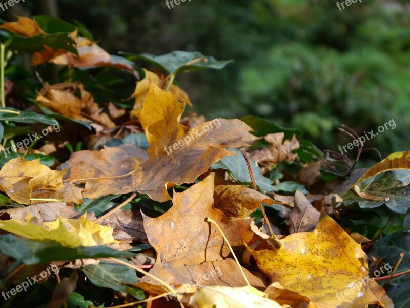 Leaves Autumn Forest Moist Fall Foliage