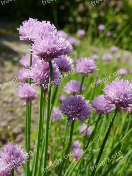 Chives Close Up Purple Blossom Bloom