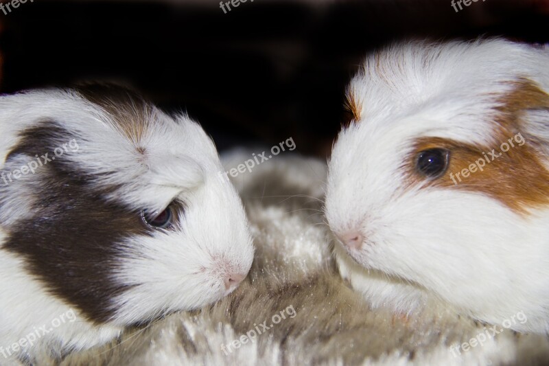 Guinea Pigs Pets Animals Furry Cute