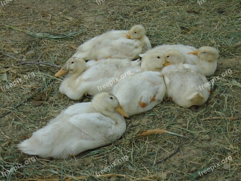 Duck Winged Házikacsa Pets Poultry