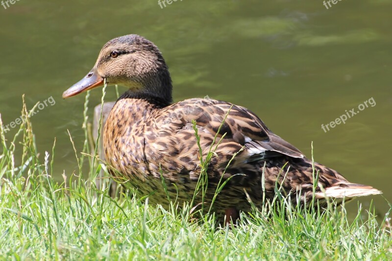 Duck Mallard Bird Water Bird Meadow