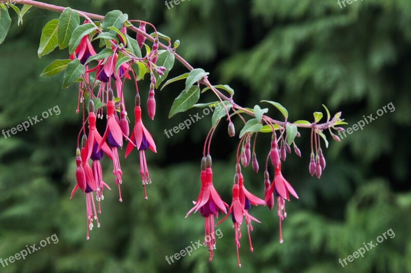 Fuchsia Flower Fuchsia Regia Magenta Branch