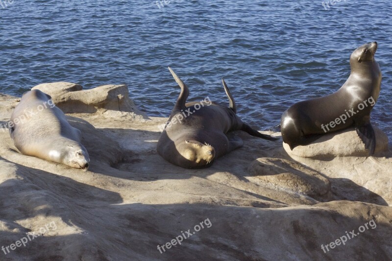 Sea ​​lion Rocks Ocean Pacific Sea