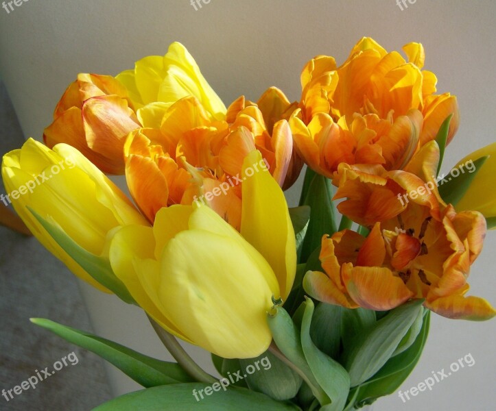 Tulip Bouquet Yellow-orange Cut Flower Free Photos