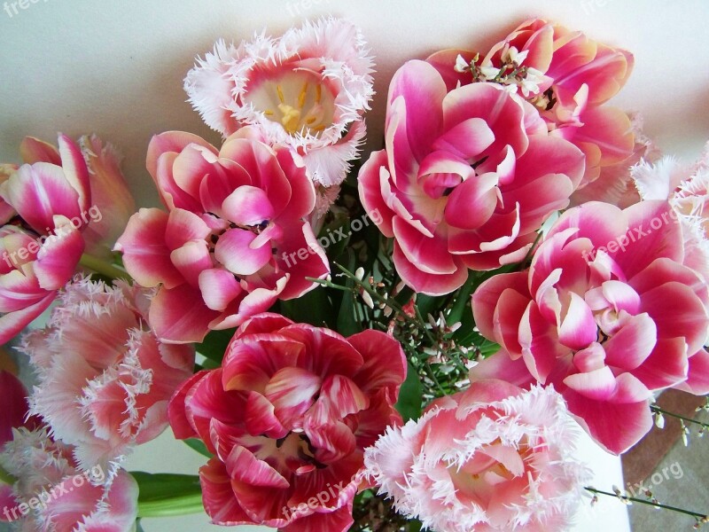 Tulip Bouquet Pink Tulips Cut Flower Free Photos