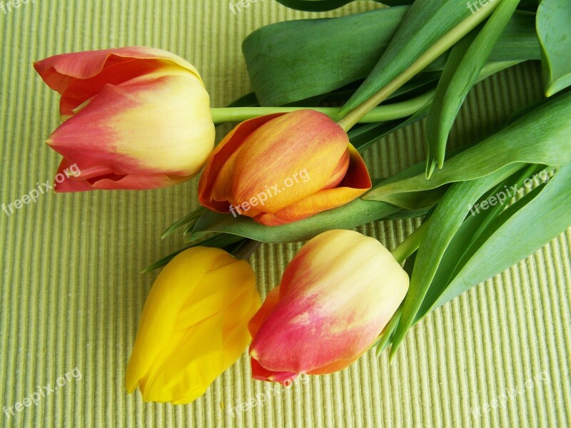 Tulip Bouquet Colorful Tulips Cut Flower Free Photos